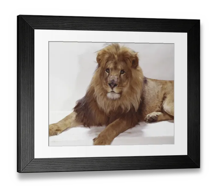 Framed Print : Lion sitting on white background, close-up