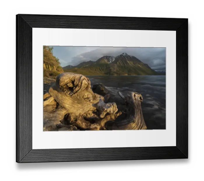 Framed Print : Old log on the shores of Kathleen Lake being lit by the warm light of the setting sun, Kluane National Park Framed Print : Old log on the shores of Kathleen Lake being lit by the warm light of the setting sun, Kluane National Park