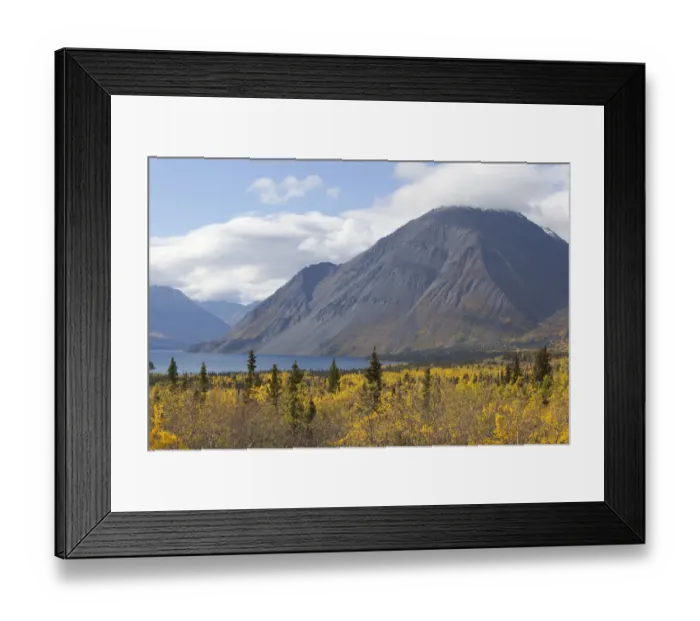 Framed Print : Indian Summer, leaves in fall colours, Kathleen Lake, St, Elias Mountains, Kluane National Park and Reserve, Yukon Territory, Canada Framed Print : Indian Summer, leaves in fall colours, Kathleen Lake, St, Elias Mountains, Kluane National Park and Reserve, Yukon Territory, Canada