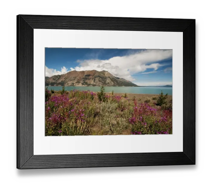 Framed Print : Kluane Lake with wildflowers