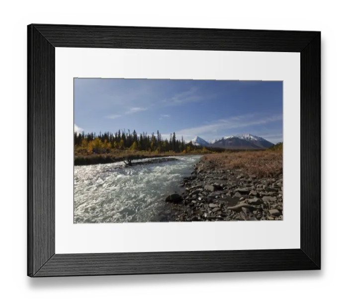 Framed Print : Quill Creek, Indian summer, leaves in fall colours, autumn, St. Elias Mountains, Kluane National Park and Reserve behind, Yukon Territory, Canada