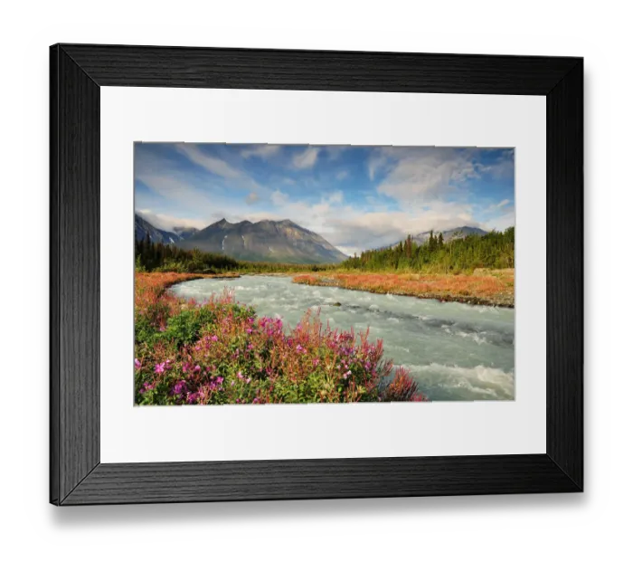 Framed Print : Fireweed along Quill Creek Framed Print : Fireweed along Quill Creek