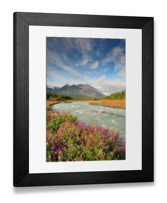 Framed Print : Fireweed along Quill Creek Framed Print : Fireweed along Quill Creek