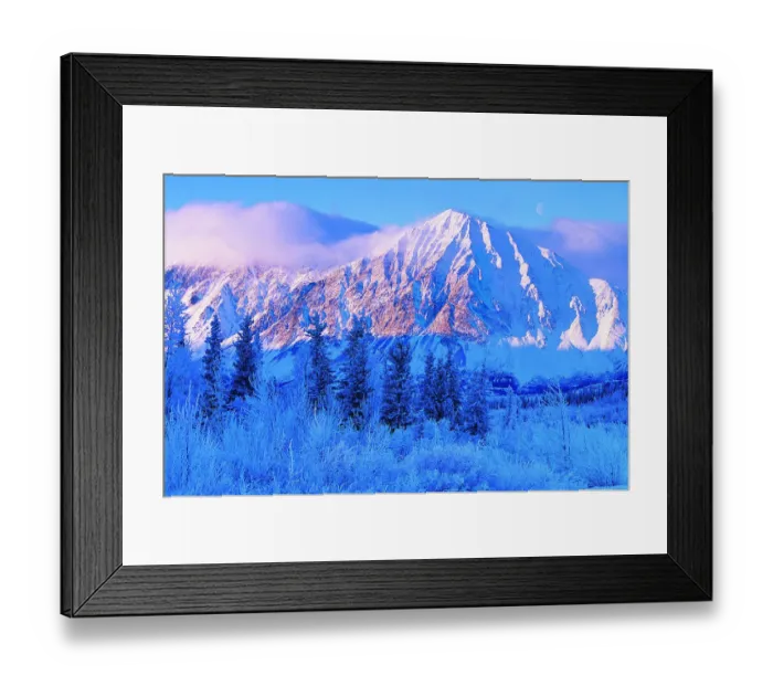 Framed Print : Frost Covered Douglas Firs With a Mountain in the Background, Kluane National Park, Yukon, Canada Framed Print : Frost Covered Douglas Firs With a Mountain in the Background, Kluane National Park, Yukon, Canada