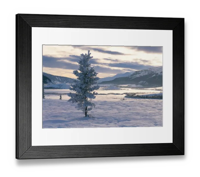 Framed Print : Spruce Tree, Alsek Valley, Kluane National Park, Yukon, Canada, North America Framed Print : Spruce Tree, Alsek Valley, Kluane National Park, Yukon, Canada, North America
