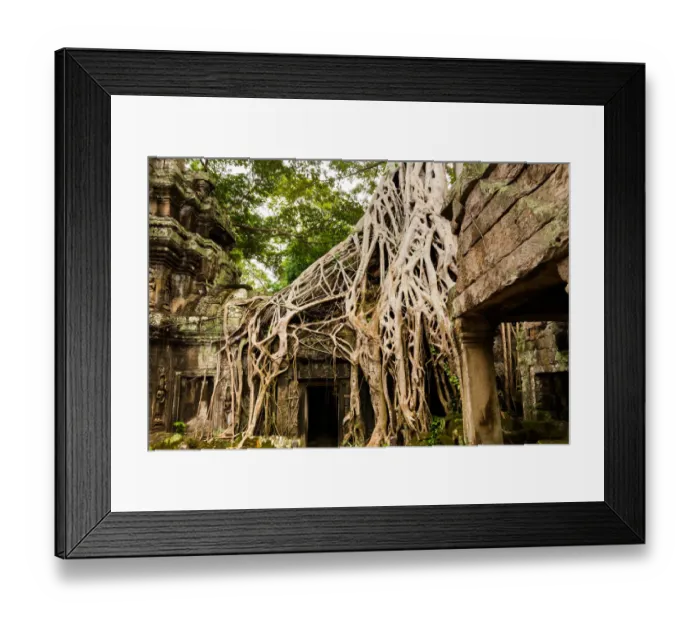 Framed Print : Spung tree cover Ta Prohm temple in Siem Reap, Cambodia Framed Print : Spung tree cover Ta Prohm temple in Siem Reap, Cambodia