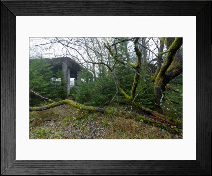 Framed Print : Abandoned tin ore mine facitlity, gnarled deciduous tree, moss Framed Print : Abandoned tin ore mine facitlity, gnarled deciduous tree, moss