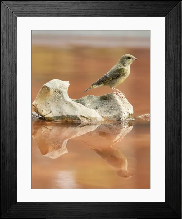 Framed Print : Juvenile European Greenfinch (Chloris chloris), Spain. On a stone reflected in water