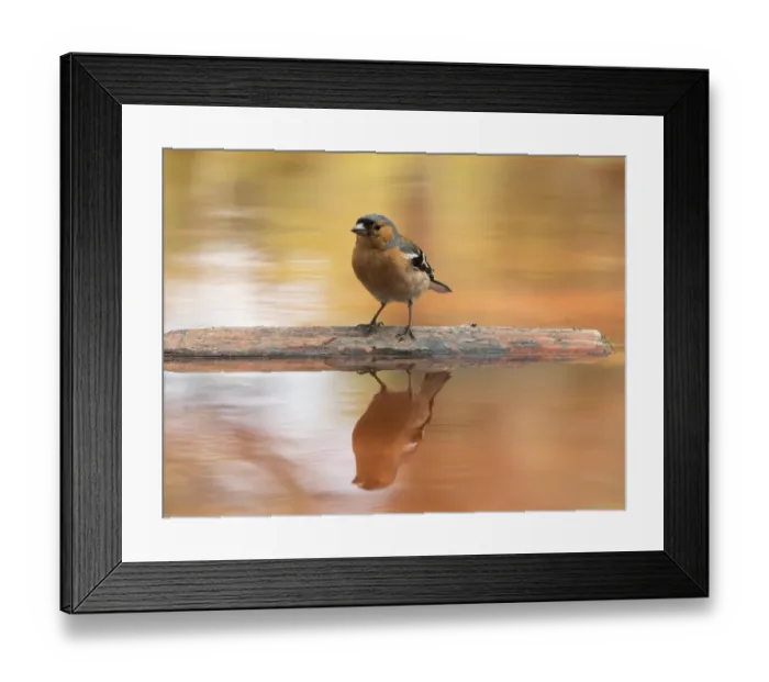 Framed Print : European Chaffinch, male Chaffinch bird species, (Fringilla coelebs ), Spain. On a stone reflected in water Framed Print : European Chaffinch, male Chaffinch bird species, (Fringilla coelebs ), Spain. On a stone reflected in water