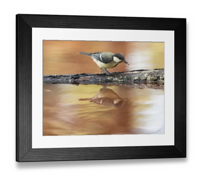 Framed Print : Great Tit (Parus major), Species (Paridae). Bird hunting and eating mosquitos on a branch in a lake