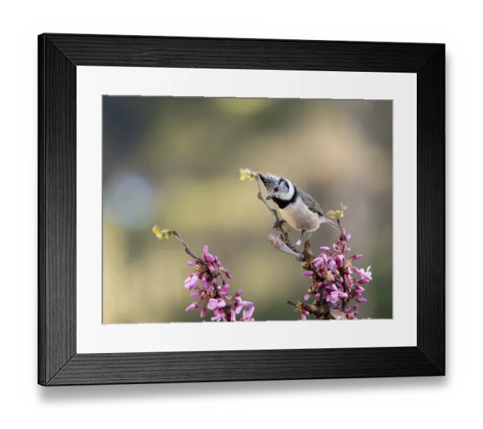 Framed Print : Bird of the species (Lophophanes cristatus), put on a branch with flowers in spring Framed Print : Bird of the species (Lophophanes cristatus), put on a branch with flowers in spring