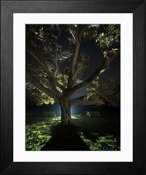 Framed Print : Trunk of a great walnut in a zone of picnic one autumn night Framed Print : Trunk of a great walnut in a zone of picnic one autumn night