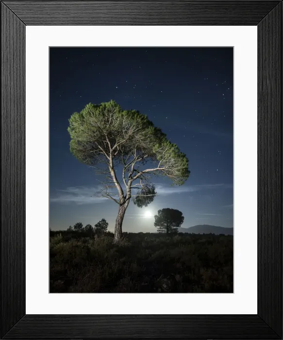 Framed Print : Tree between the stars and the full moon Framed Print : Tree between the stars and the full moon