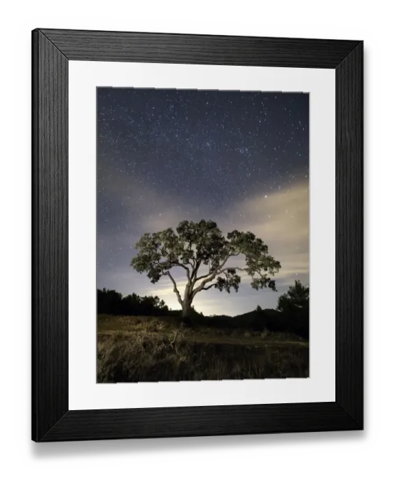 Framed Print : Giant tree in the moonlight in the mountain Framed Print : Giant tree in the moonlight in the mountain