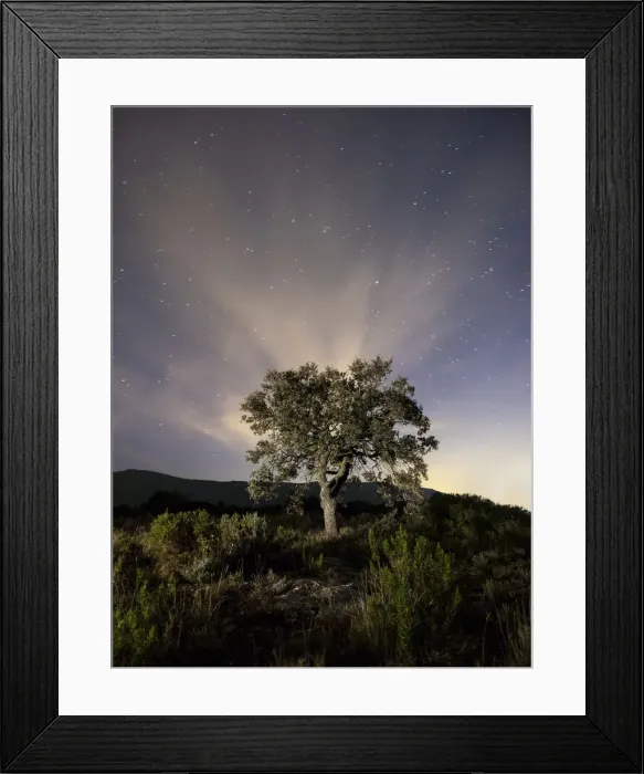 Framed Print : Tree, (oak) isolated in the top of a mountain to the dusk with crepuscular light Framed Print : Tree, (oak) isolated in the top of a mountain to the dusk with crepuscular light