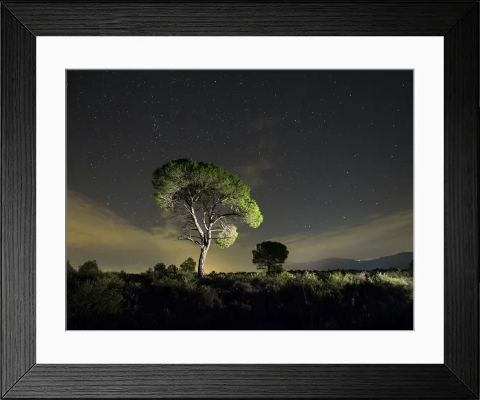 Framed Print : Solitary tree with crepuscular light and stars Framed Print : Solitary tree with crepuscular light and stars