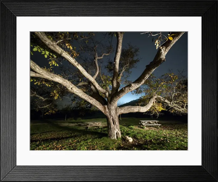 Framed Print : Great ancient walnut in autumn in a rest area Framed Print : Great ancient walnut in autumn in a rest area