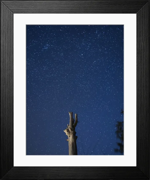 Framed Print : Silhouette of the trunk of a nake tree on a blue sky starred in the night Framed Print : Silhouette of the trunk of a nake tree on a blue sky starred in the night