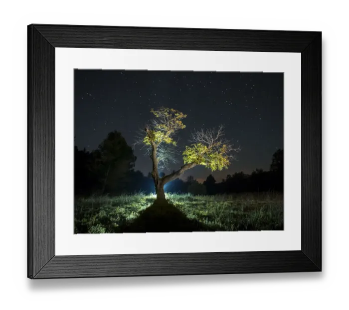 Framed Print : Big tree one autumn night with his yellow leaves