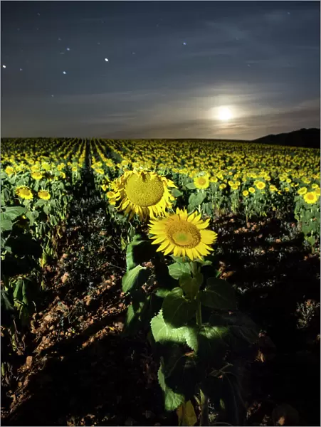 Field of sunflowers with full moon