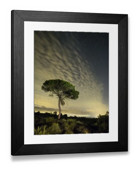 Framed Print : Pine in the mountain one night with hazes and fogs Framed Print : Pine in the mountain one night with hazes and fogs