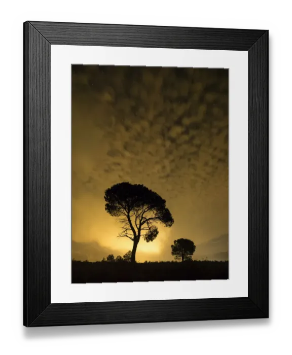 Framed Print : Silhouettes of two pines one night with hazes Framed Print : Silhouettes of two pines one night with hazes