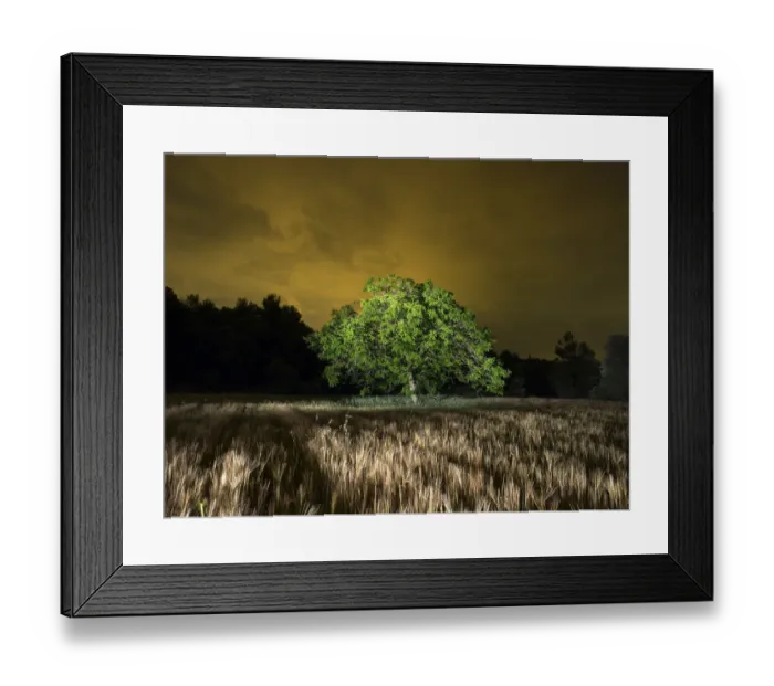 Framed Print : Field of wheat with a walnut Framed Print : Field of wheat with a walnut
