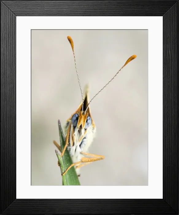Framed Print : Butterfly on a twig. (Melanargia galathea) Framed Print : Butterfly on a twig. (Melanargia galathea)