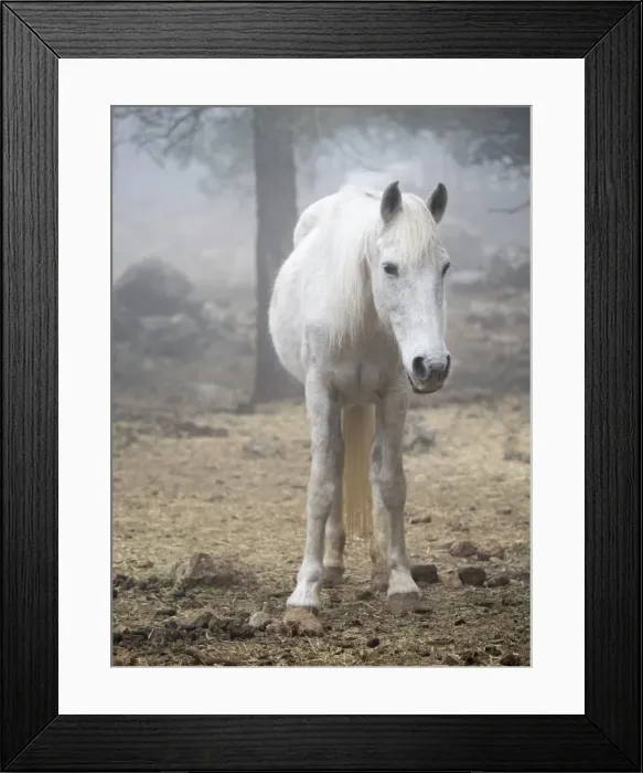 Framed Print : White horse between the fog Framed Print : White horse between the fog