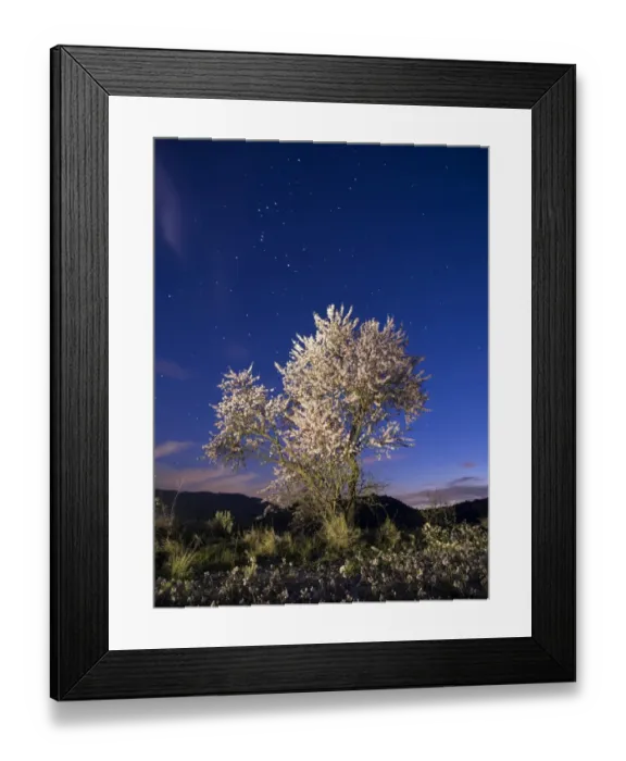 Framed Print : Fruit-bearing tree in flower a starry night Framed Print : Fruit-bearing tree in flower a starry night