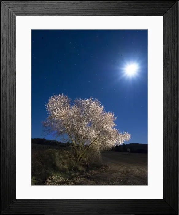 Framed Print : Flowery almond-tree at starry night Framed Print : Flowery almond-tree at starry night