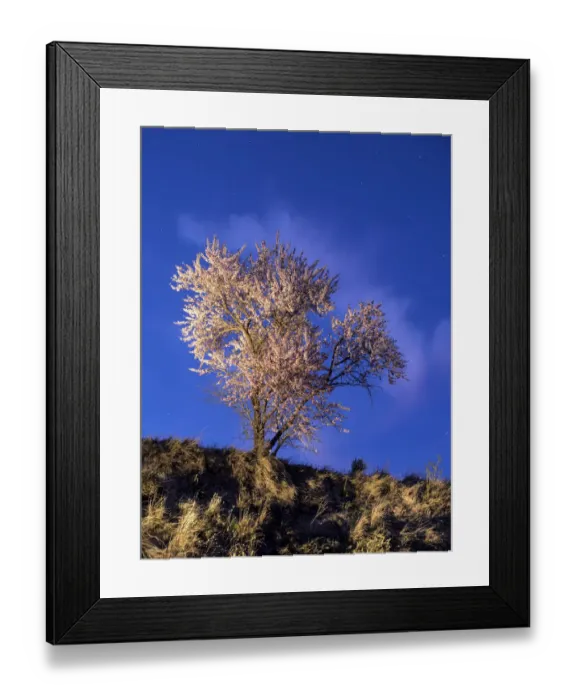 Framed Print : Almond-tree in flower with crepuscular light Framed Print : Almond-tree in flower with crepuscular light