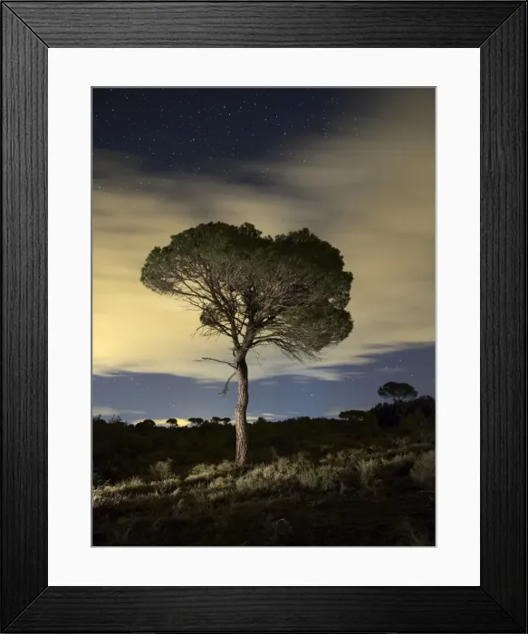 Framed Print : Solitary tree with crepuscular light and stars