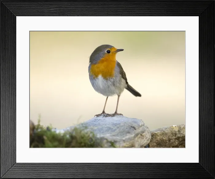 Framed Print : Close-Up Of Robin (Erithacus rubecula), standing on a stone. Spain, Europe Framed Print : Close-Up Of Robin (Erithacus rubecula), standing on a stone. Spain, Europe
