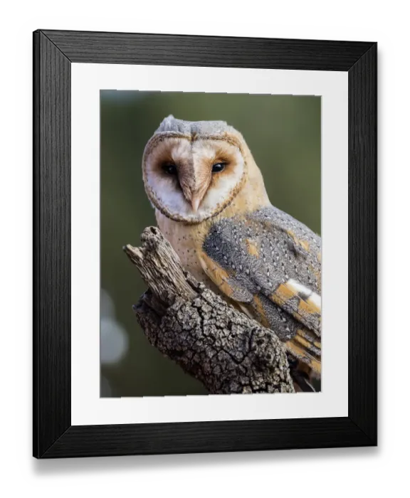 Framed Print : Close-Up Of Barn Owl perched on an old trunk of tree hunting. Spain Framed Print : Close-Up Of Barn Owl perched on an old trunk of tree hunting. Spain