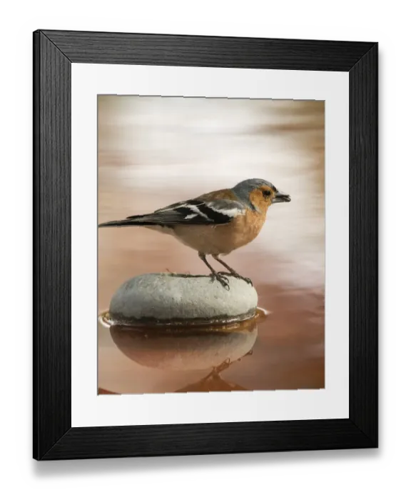 Framed Print : Male Chaffinch bird species, (Fringilla coelebs ), perched on a rock drinking, reflected in water Framed Print : Male Chaffinch bird species, (Fringilla coelebs ), perched on a rock drinking, reflected in water