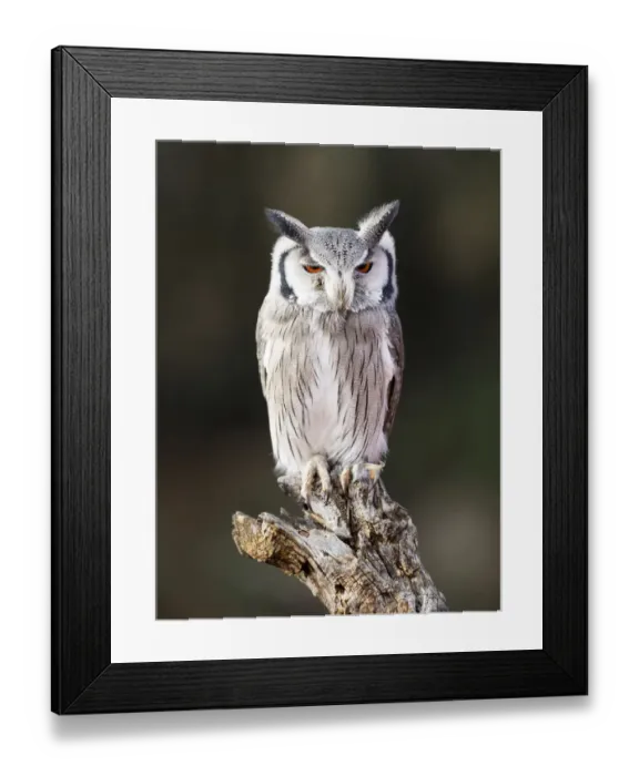 Framed Print : Eurasian Scops Owl perched on an old trunk of tree hunting with the eyes open. Spain Framed Print : Eurasian Scops Owl perched on an old trunk of tree hunting with the eyes open. Spain