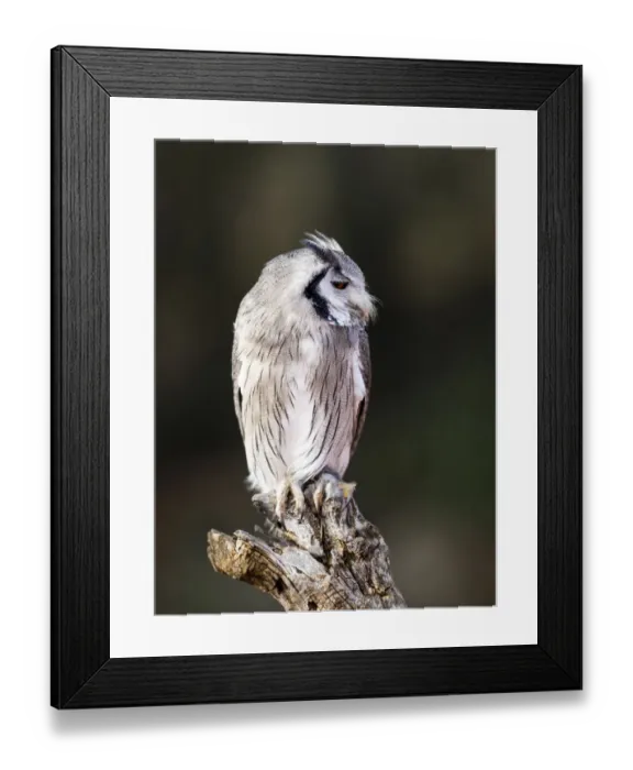Framed Print : Eurasian Scops Owl perched on an old trunk of tree hunting with the eyes open. Spain Framed Print : Eurasian Scops Owl perched on an old trunk of tree hunting with the eyes open. Spain