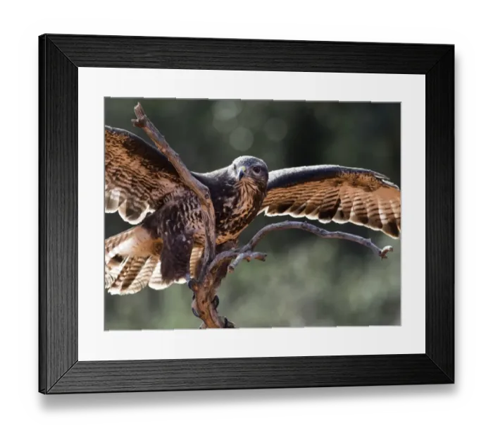 Framed Print : Common Buzzard (Buteo buteo), Spain, perched on an old trunk of tree hunting. Spain Framed Print : Common Buzzard (Buteo buteo), Spain, perched on an old trunk of tree hunting. Spain