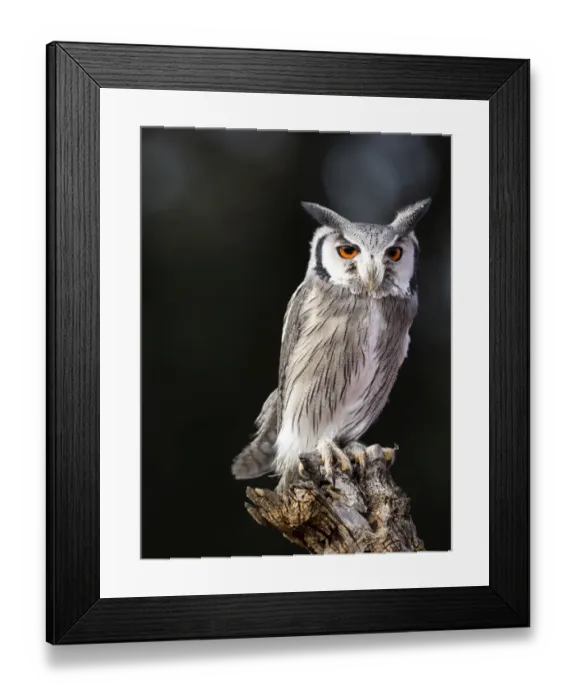 Framed Print : Eurasian Scops Owl perched on an old trunk of tree hunting. Spain Framed Print : Eurasian Scops Owl perched on an old trunk of tree hunting. Spain