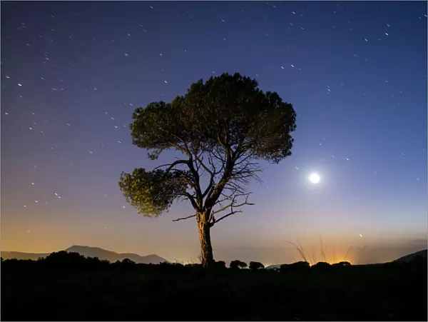 A tree of alone pine in the mountain, a night of blue sky of full moon and stars