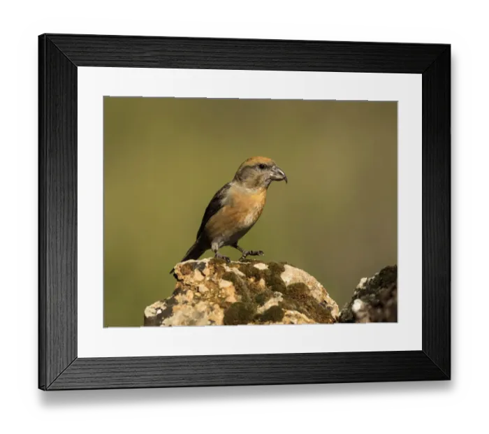 Framed Print : Red Crossbill (Loxia curvirostra) adult male, standing on a rock of tree with lichens. Spain, Europe Framed Print : Red Crossbill (Loxia curvirostra) adult male, standing on a rock of tree with lichens. Spain, Europe