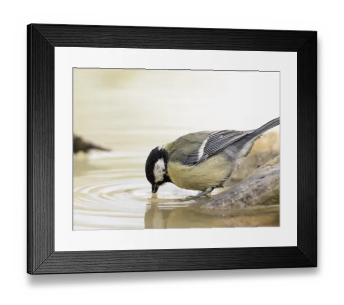 Framed Print : Great Tit (Parus major), adult, drinking from a water puddle in summer. Spain, Europe Framed Print : Great Tit (Parus major), adult, drinking from a water puddle in summer. Spain, Europe