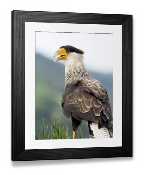 Framed Print : Crested Caracara (Polyborus plancus), portrait with their feathers fluttering in the wind, Pyrenees, France Framed Print : Crested Caracara (Polyborus plancus), portrait with their feathers fluttering in the wind, Pyrenees, France