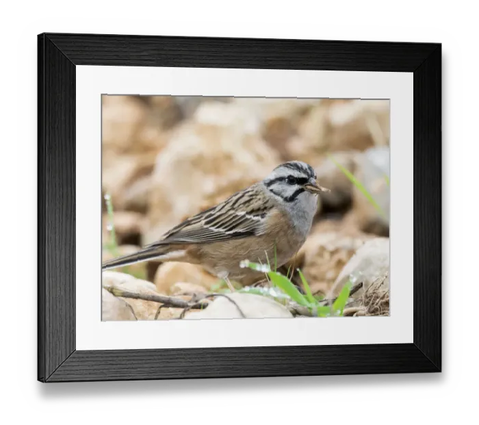 Framed Print : Rock Bunting (Emberiza cia) male, The first plane of the bird with dry seeds bitten in the beak. Spain, Europe