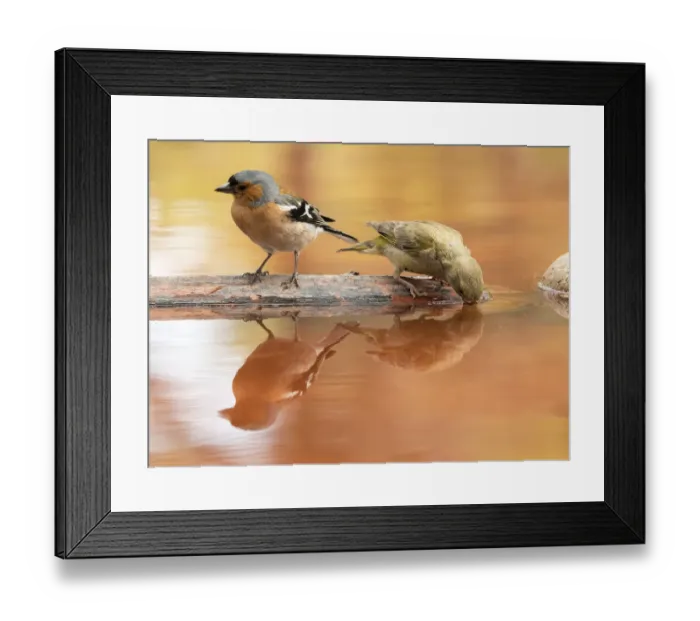 Framed Print : Male Chaffinch bird species, (Fringilla coelebs ), perched on a rock drinking, reflected in water Framed Print : Male Chaffinch bird species, (Fringilla coelebs ), perched on a rock drinking, reflected in water