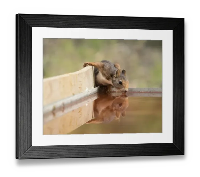 Framed Print : Red Squirrel, drinking water with his reflected head Framed Print : Red Squirrel, drinking water with his reflected head