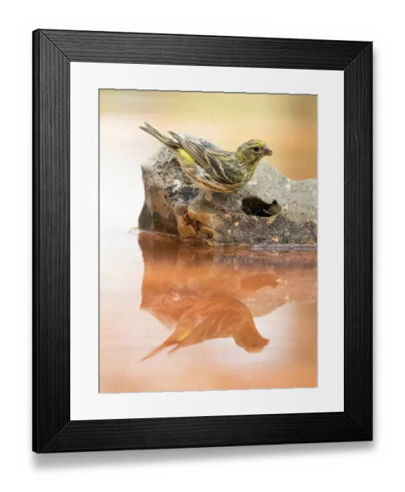 Framed Print : Yellowhammer bird species, (Emberiza citrinella ), perched on a rock drinking, reflected in water Framed Print : Yellowhammer bird species, (Emberiza citrinella ), perched on a rock drinking, reflected in water