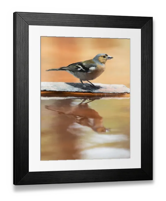 Framed Print : Male Chaffinch bird species, (Fringilla coelebs ), perched on a rock drinking, reflected in water