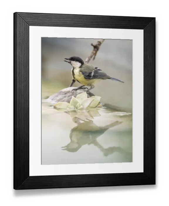 Framed Print : Great Tit (Parus major), standing on a branch of tree on a puddle of water. Spain, Europe